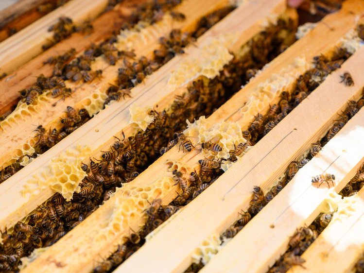 Biene beim Bienenstock Angerlgut in St. Koloman | © Urlaub am Bauernhof/Punkt und Komma gmbh