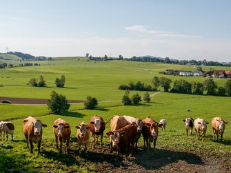 Kühe auf der Weide | © Urlaub am Bauernhof im SalzburgerLand / www.travelpins.at