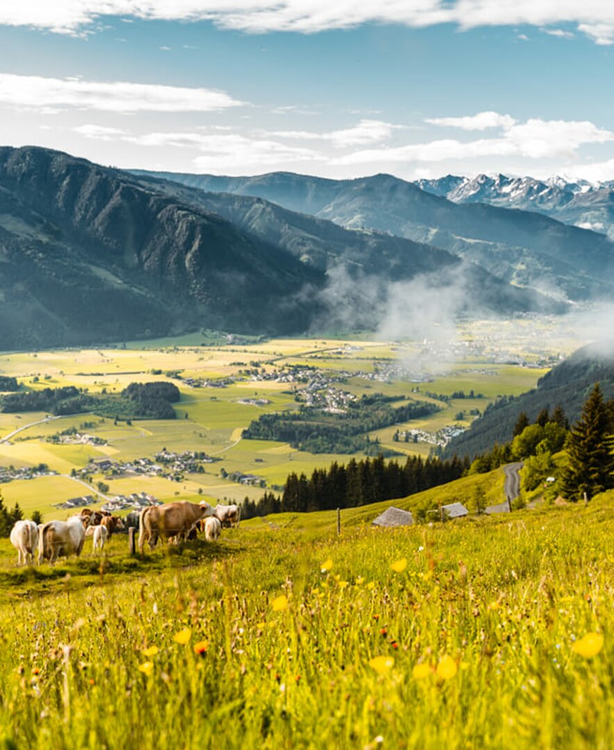 Kühe auf der Alm, Die Schattberger Saalfelden, Salzburger Land | © Die Schattberger