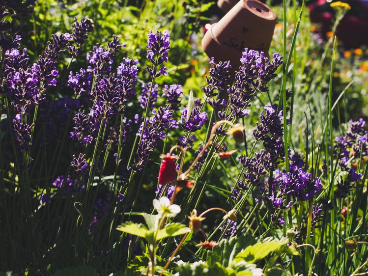 Lavendel im Garten, Ferienbauernhof Arnoldgut in Radstadt, Salzburger Sportwelt | © Urlaub am Bauernhof Salzburger Land / Matthias Gruber