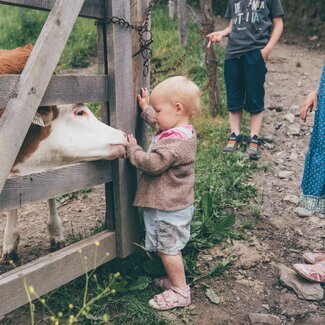 Kalb leckt die Hand eines Kleinkindes auf der Weide, Grußberggut Bad Hofgastein | © Urlaub am Bauernhof im SalzburgerLand / Daniel Gollner