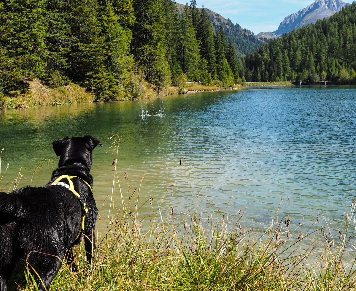 Hund am Bergsee | © www.wiederunterwegs.com / Angelika Mandler-Saul