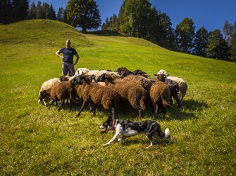 Robert Eder mit Schafen, Kohlschnait, Bruck a. d. Glocknerstraße, Nationalpark Hohe Tauern, Salzburger Land | © Urlaub am Bauernhof Salzburger Land / Bernd Suppan