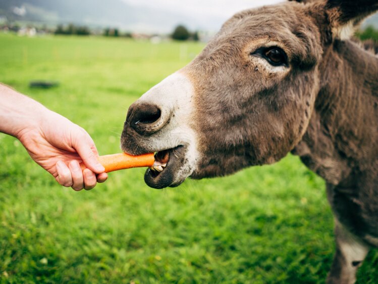 Ein Kind füttert den Esel mit einer Karotte. | © Urlaub am Bauernhof im SalzburgerLand / Daniel Gollner