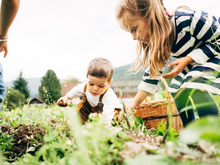 Kinder ernten Kartoffeln. | © Urlaub am Bauernhof im SalzburgerLand / Daniel Gollner