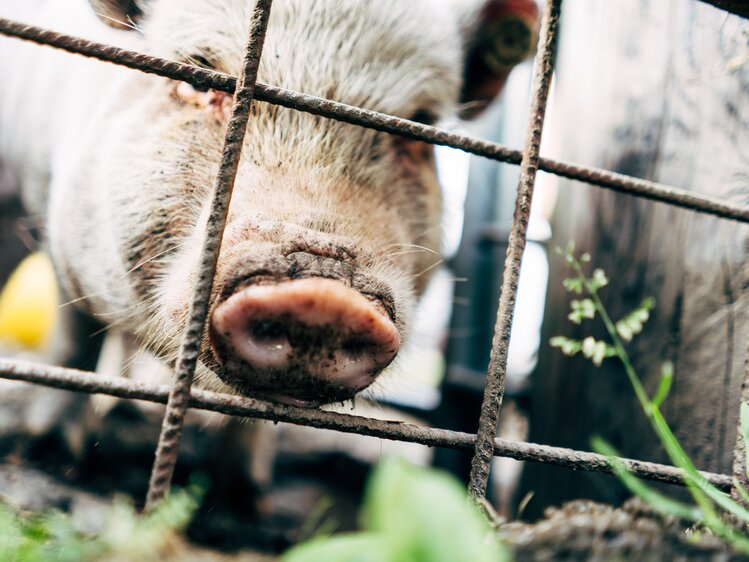 Schwein am Scharrerhof | © Urlaub am Bauernhof im SalzburgerLand / Daniel Gollner