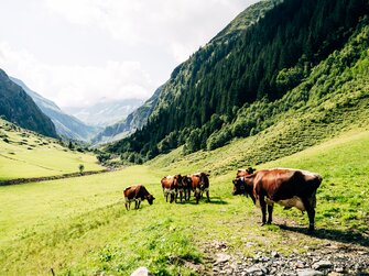 Pinzgauer Kühe auf der Scharrerhof Alm im Nationalpark Hohe Tauern | © Urlaub am Bauernhof im SalzburgerLand / Daniel Gollner