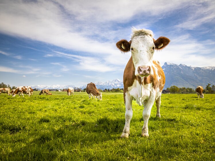 Kühe auf der Weide beim Biohof Schlagerbauer in der Stadt Salzburg | © Urlaub am Bauernhof im SalzburgerLand / Bernd Suppan