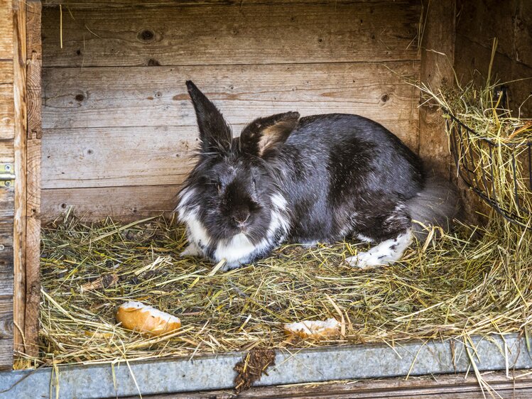 Kaninchen am Biohof Schlagerbauer in der Stadt Salzburg | © Urlaub am Bauernhof im SalzburgerLand / Bernd Suppan