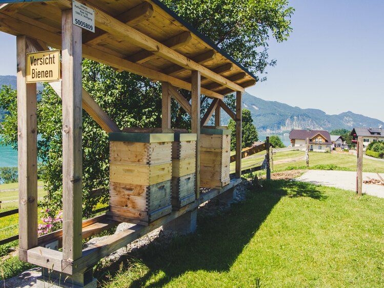 Bienenstöcke im Garten vom Stallerbauer in Ried am Wolfgangsee | © Urlaub am Bauernhof im SalzburgerLand / Matthias Gruber