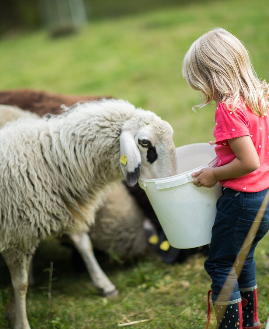 Mädchen füttert Schafe | © Urlaub am Bauernhof im SalzburgerLand / Lukas Ilgner