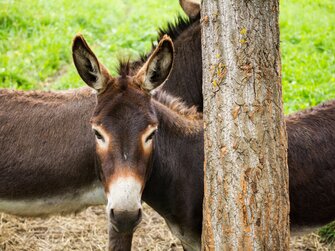 Ein Esel schaut neugierig in die Kamera. | © Urlaub am Bauernhof im SalzburgerLand / Matthias Gruber