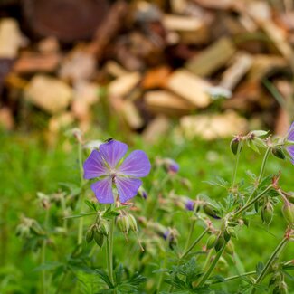 Wiesenblumen | © Urlaub am Bauernhof im SalzburgerLand / Matthias Gruber