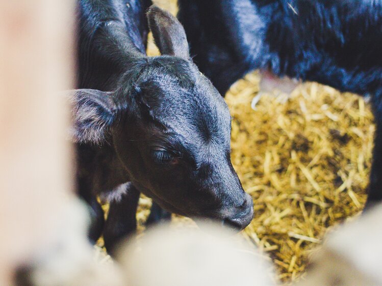 Kalb, Unterlehengut in Flachau, Salzburger Sportwelt | © Urlaub am Bauernhof Salzburger Land / Matthias Gruber