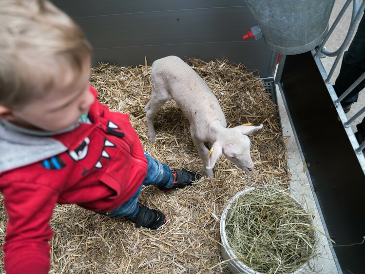 Bub mit einem kleinen Lamm im Stall | © Urlaub am Bauernhof im SalzburgerLand / Matthias Gruber