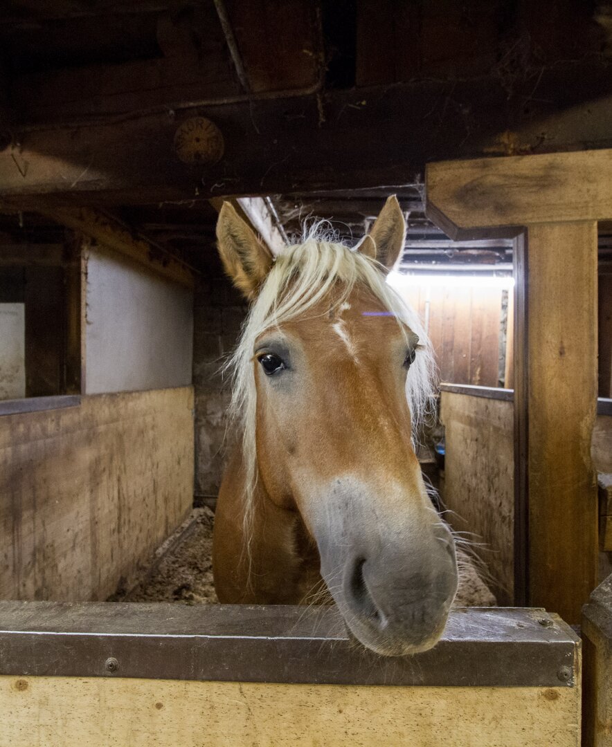 Pferd, Haflinger im Stall, Zauchtalerhof, Salzburger Land | © Fräulein Flora / Matthias Gruber