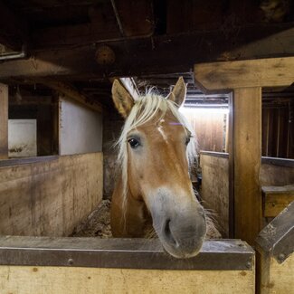 Pferd, Haflinger im Stall, Zauchtalerhof, Salzburger Land | © Fräulein Flora / Matthias Gruber