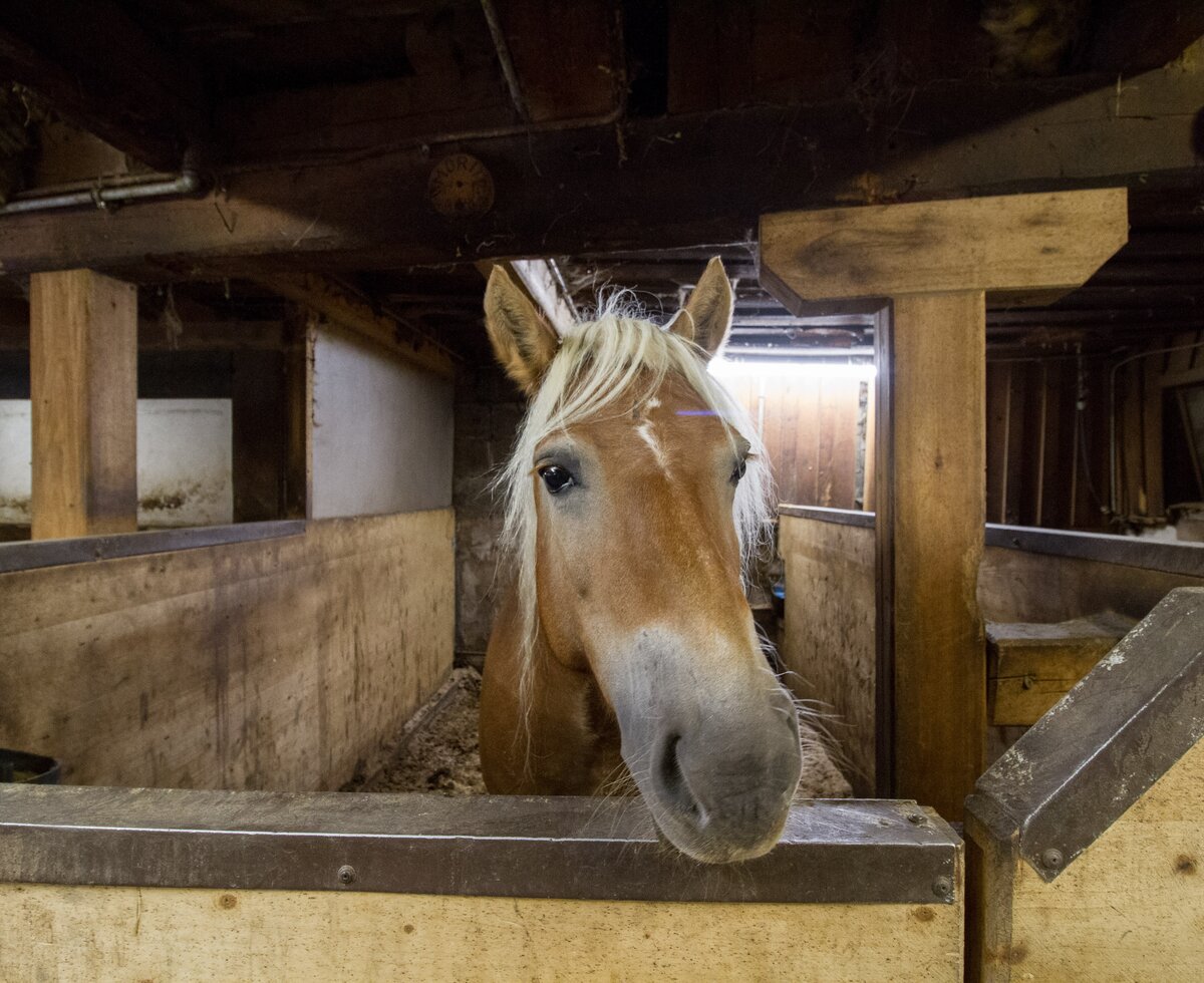 Pferd, Haflinger im Stall, Zauchtalerhof, Salzburger Land | © Fräulein Flora / Matthias Gruber