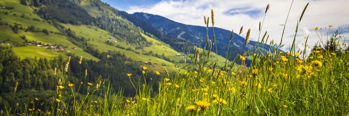 Gelbe Blumenwiese, im Hintergrund Berglandschaft, Nationalpark Hohe Tauern, Salzburger Land | © Urlaub am Bauernhof Salzburg / Bernd Suppan