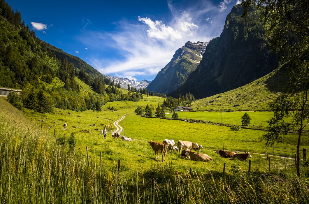 Kühe weiden im Almengebiet im Felbertal in Mittersill, Nationalpark Hohe Tauern, Salzburger Land | © Urlaub am Bauernhof Salzburg / Bernd Suppan