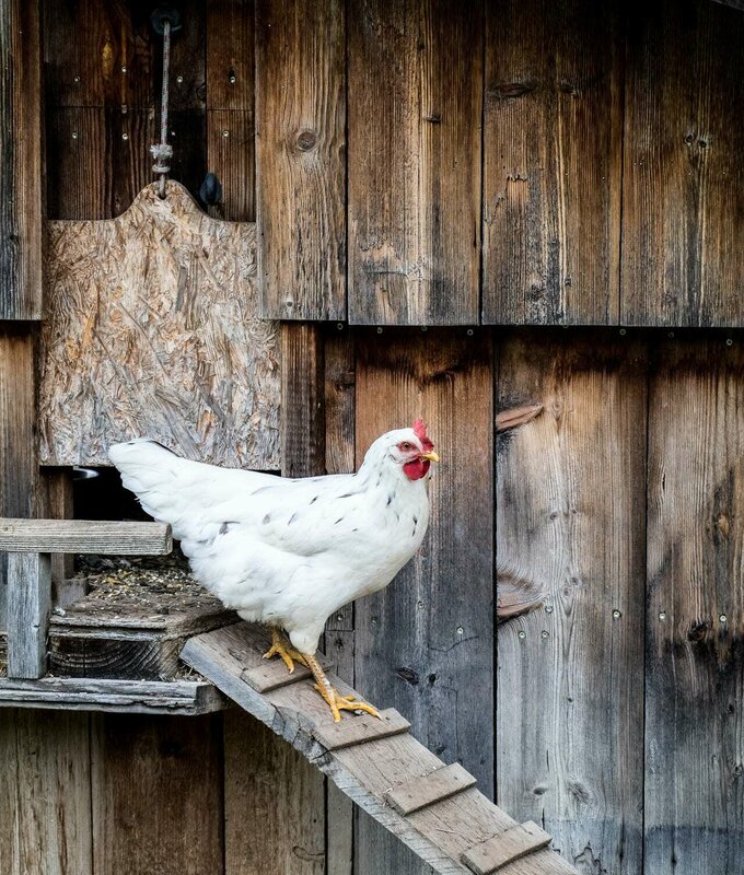 Huhn verlässt den Hühnerstall am Christernhof.