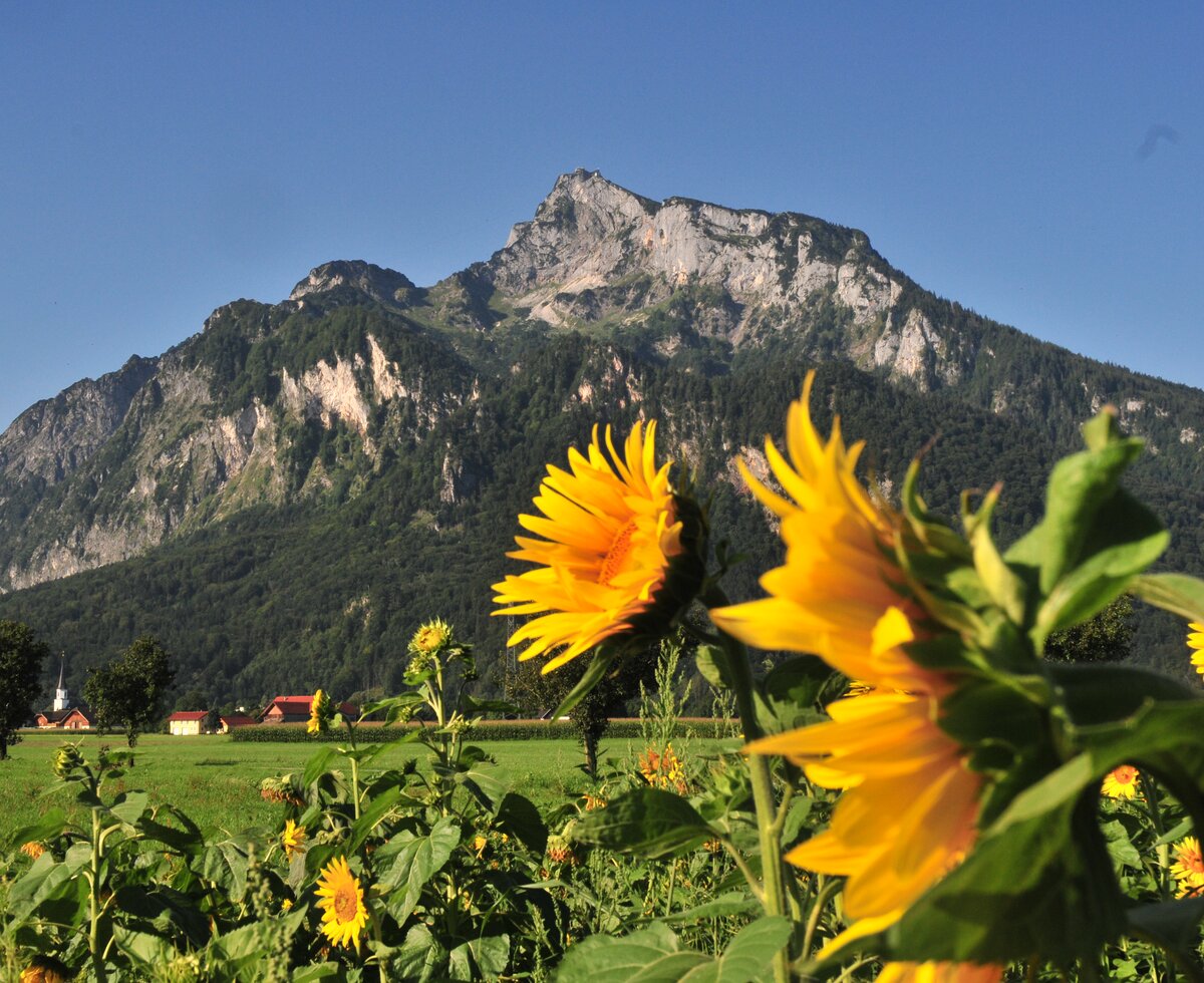 Blick auf den Untersberg in Salzburg von einem Sonnenblumenfeld. | © TVB Grödig