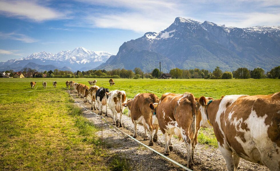 Kühe am Feld vorm Untersberg - mitten in Salzburg. | © Schlagerbauer/ UrlaubamBauernhof SalzburgerLand