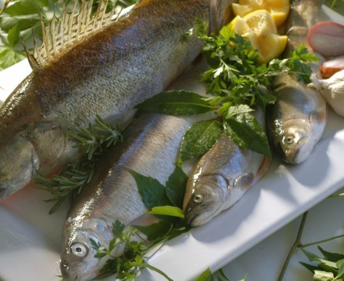 Fangfrischer Fisch aus dem Wolfgangsee mit Kräutern auf einer Platte präsentiert. | © WTG