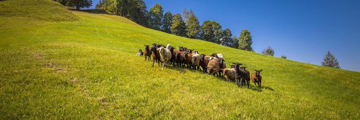 Schafherde am Kohlschnaithof in Bruck an der Glocknerstraße, Salzburger Land | © Urlaub am Bauernhof Salzburger Land / Bernd Suppan