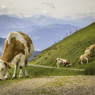 Kühe auf der Brandstättalm in Werfenweng, Salzburger Land | © Urlaub am Bauernhof Salzburger Land / Bernd Suppan