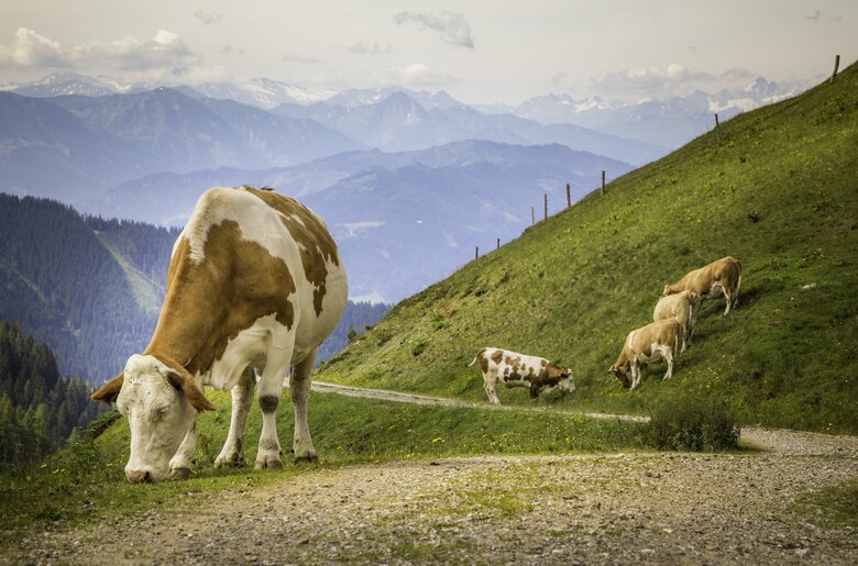 Kühe auf der Brandstättalm in Werfenweng, Salzburger Land | © Urlaub am Bauernhof Salzburger Land / Bernd Suppan