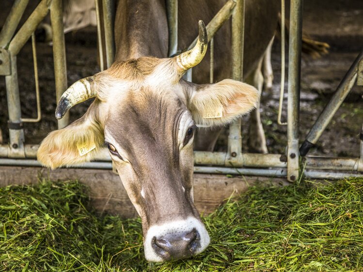 Kuh im Stall frisst frisches Gras, Bio-Berggasthof Bachrain, Golling, Salzburger Land | © Urlaub am Bauernhof Salzburger Land / Bernd Suppan