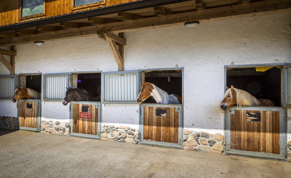 Pferdestall, Zauchtalerhof, Altenmarkt, Salzburger Land | © Urlaub am Bauernhof Salzburger Land / Bernd Suppan