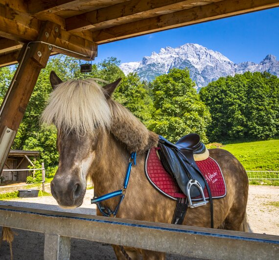 Pferd ist bereit für die Reitstunde, Millinghof, Leogang, Salzburger Land | © Urlaub am Bauernhof Salburger Land / Bernd Suppan