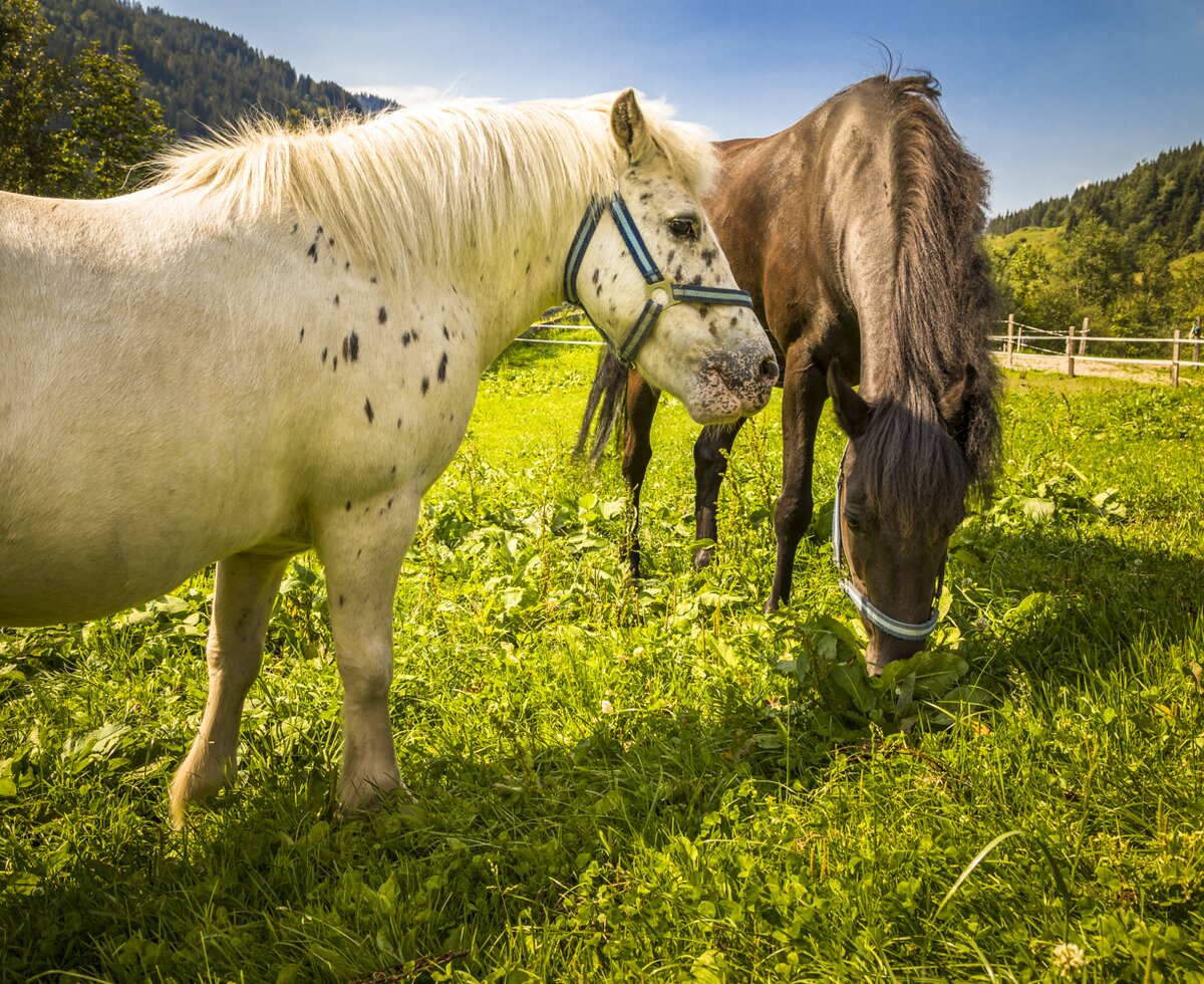 Die zwei Pferde am Pausshof in Kleinarl, Salzburger Land | © Urlaub am Bauernhof Salzburger Land / Bernd Suppan