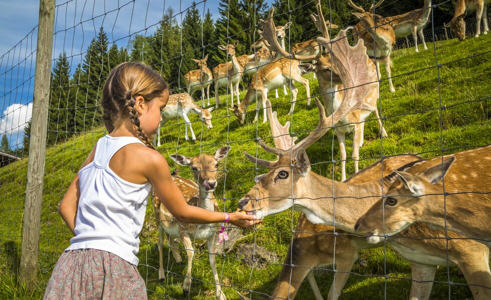 Mädchen füttert das Damwild am Bio-Berggasthof Bachrain in Golling, Salzburger Land | © Urlaub am Bauernhof Salzburger Land / Bernd Suppan