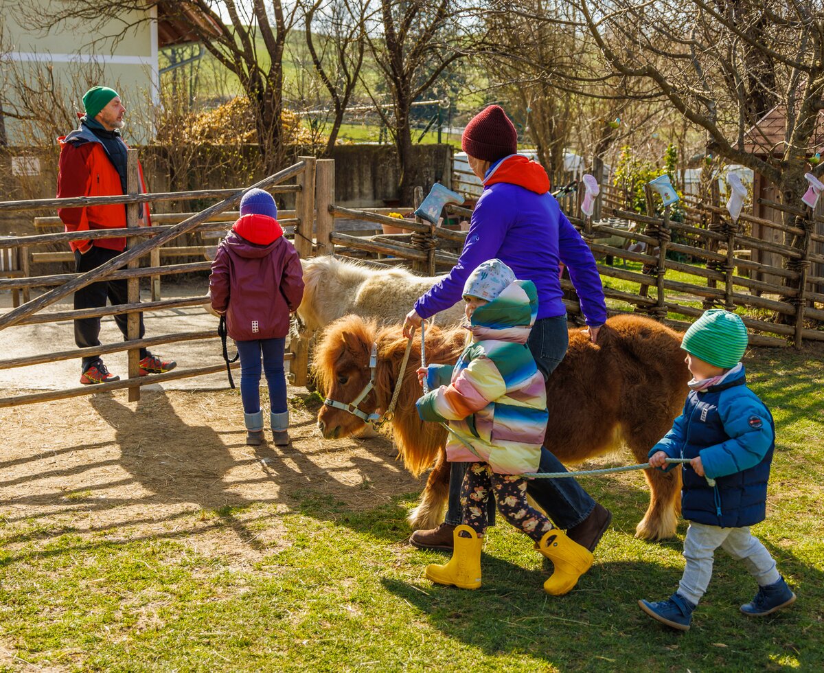 Die Kinder dürfen die Miniponys führen und mit ihnen spazieren gehen | © Urlaub am Bauernhof Steiermark / Wolfgang Spekner