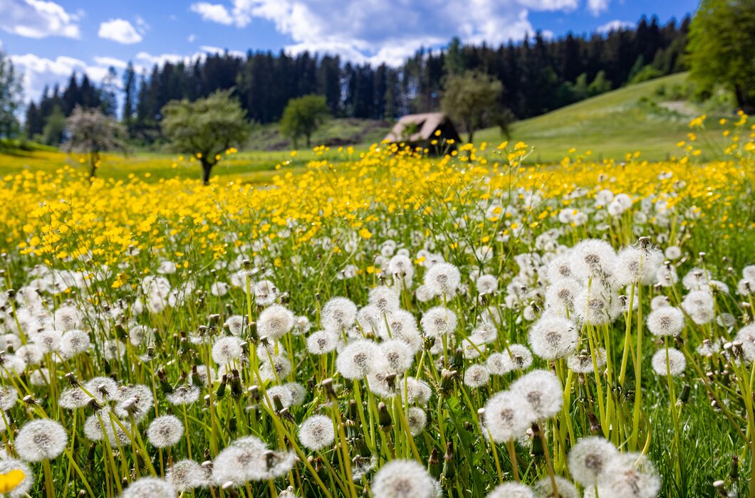 Blumenwiese in weiß und gelb  | © Urlaub am Bauernhof Steiermark / Harry Schiffer