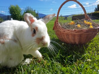 Hase sitzt neben einem Korb mit Heu und Blumen, Almenlandhof, Steiermark | © Urlaub am Bauernhof Steiermark / Evelyn Götz