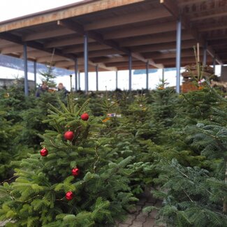 Christbäume zum Verkaufen am Bauernhof Grain, Steiermark | © Urlaub am Bauernhof Steiermark / Crosseye