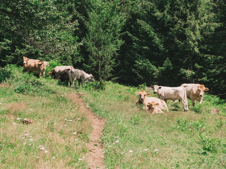 Kühe stehen und liegen gemütlich auf einer grünen Wiese | © Urlaub am Bauernhof Steiermark / Sabine Ertl