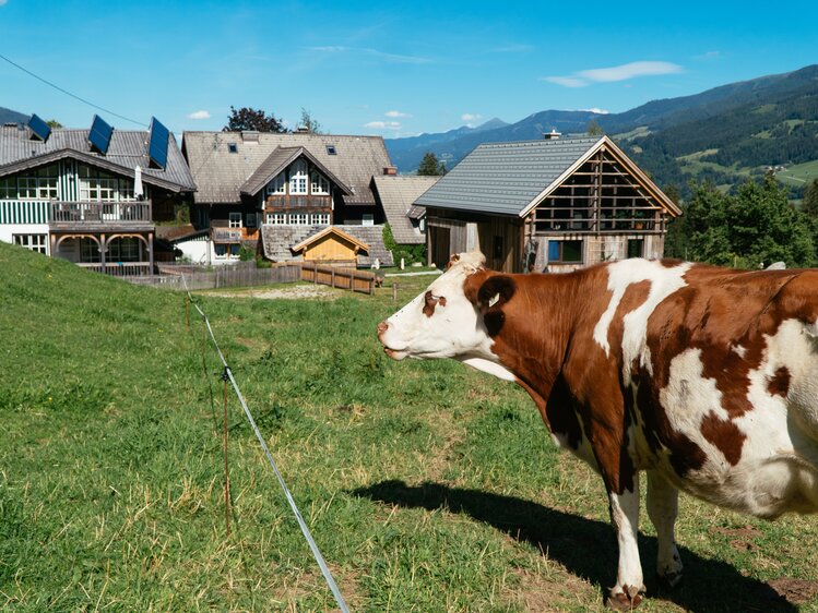 Kuh auf der Weide oberhalb vom Bauernhof, Biobauernhof Leitenmüller, Steiermark | © Urlaub am Bauernhof Steiermark / Daniel Gollner