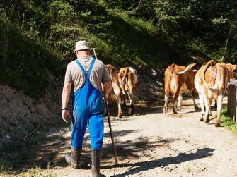 Bauer beim Austreiben der Kühe, Biobauernhof Leitenmüller, Steiermark | © Urlaub am Bauernhof Steiermark / Daniel Gollner