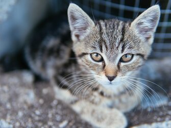 Kleine Katze schaut neugierig in die Kamera, Biobauernhof Leitenmüller, Steiermark | © Urlaub am Bauernhof Steiermark / Daniel Gollner