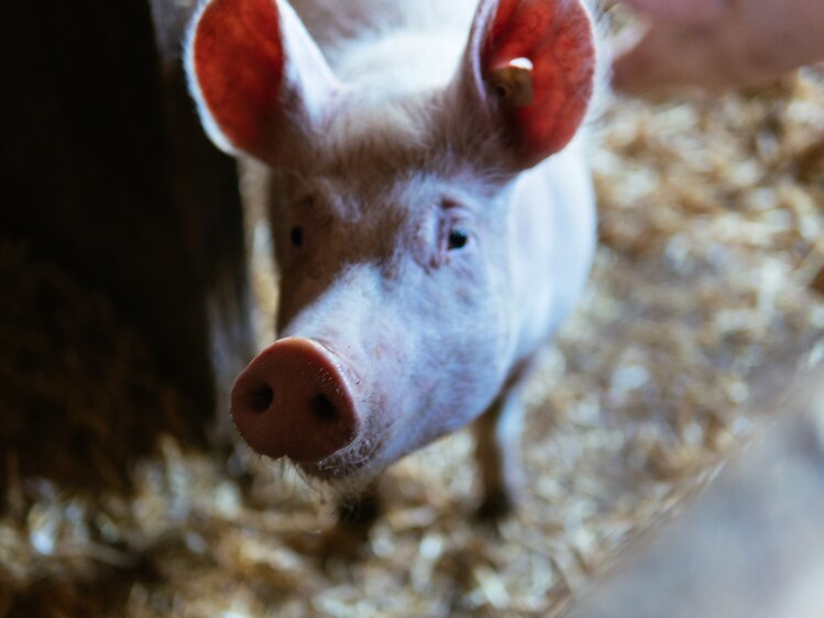 Schwein schaut in die Kamera, Biobauernhof Leitenmüller, Steiermark | © Urlaub am Bauernhof Steiermark / Daniel Gollner