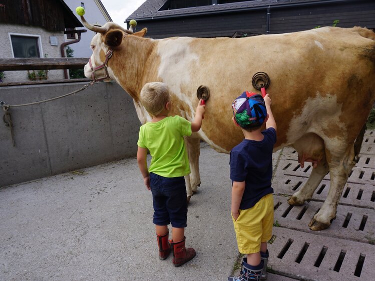 Kuh lässt sich von Kindern bereitwillig bürsten, Kinderbauernhof Matlschweiger | © Urlaub am Bauernhof Steiermark / Katrin Rathmayr