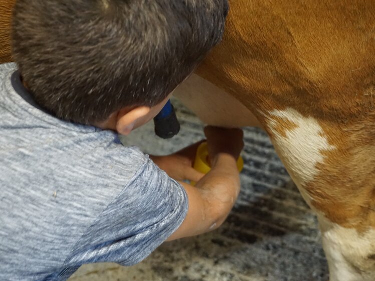 Kinder dürfen am Bio-Kinderbauernhof Matlschweiger selber melken | © Urlaub am Bauernhof Steiermark / Katrin Rathmayr