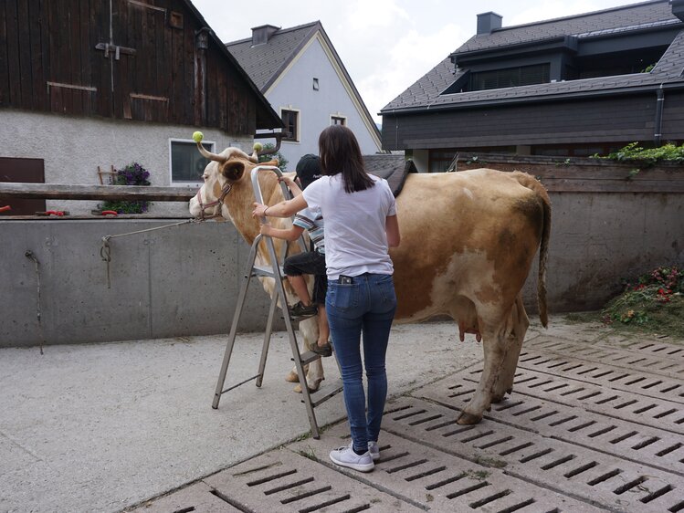 Die Kuh wird gesattelt, Bio-Kinderbauernhof Matlschweiger | © Urlaub am Bauernhof Steiermark / Katrin Rathmayr