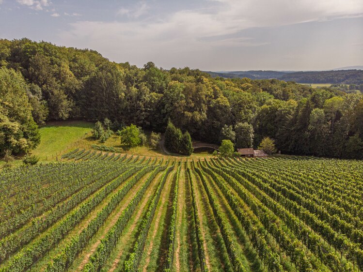 Blick auf den Weingarten, Weingut Monschein, Steiermark | © Urlaub am Bauernhof Steiermark / Sabine Ertl