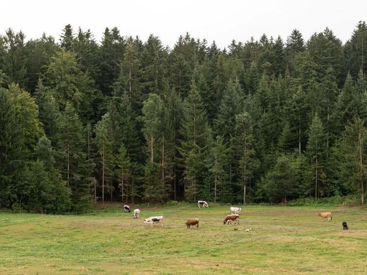 Am Pircherhof haben die Kühe ausreichend Platz zur Verfügung | © Urlaub am Bauernhof Steiermark / Sabine Ertl